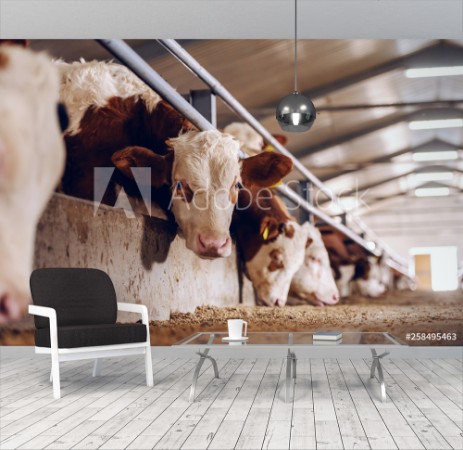 Picture of Cute white and brown calf looking at camera in barn Meat industry concept